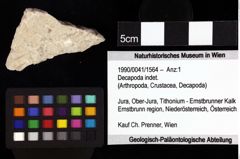 Foto (Objket + Etiketten) von Bullariscus patruliusi (Robins et al., 2013) 